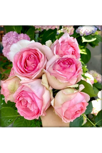 Троянда Девіда Остіна Ферст Леді